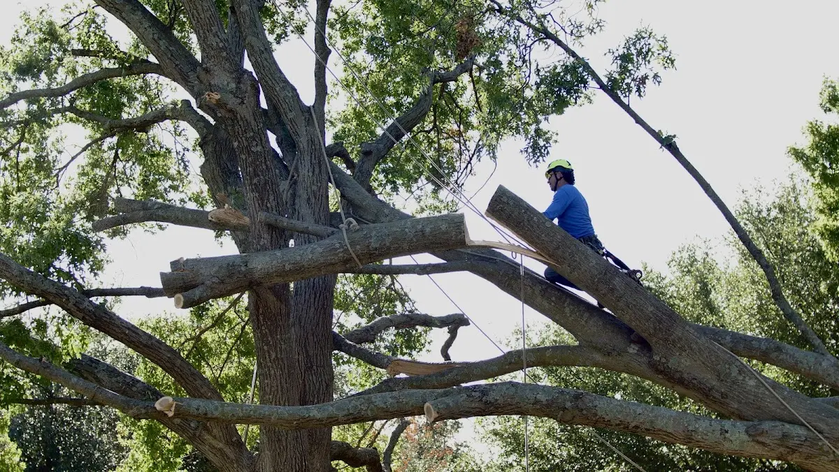 Professional Hazardous Tree Removal performed by certified arborists in Round Mountain